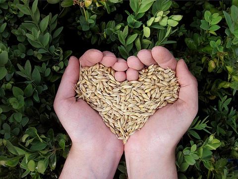alge vegan vitamin b12